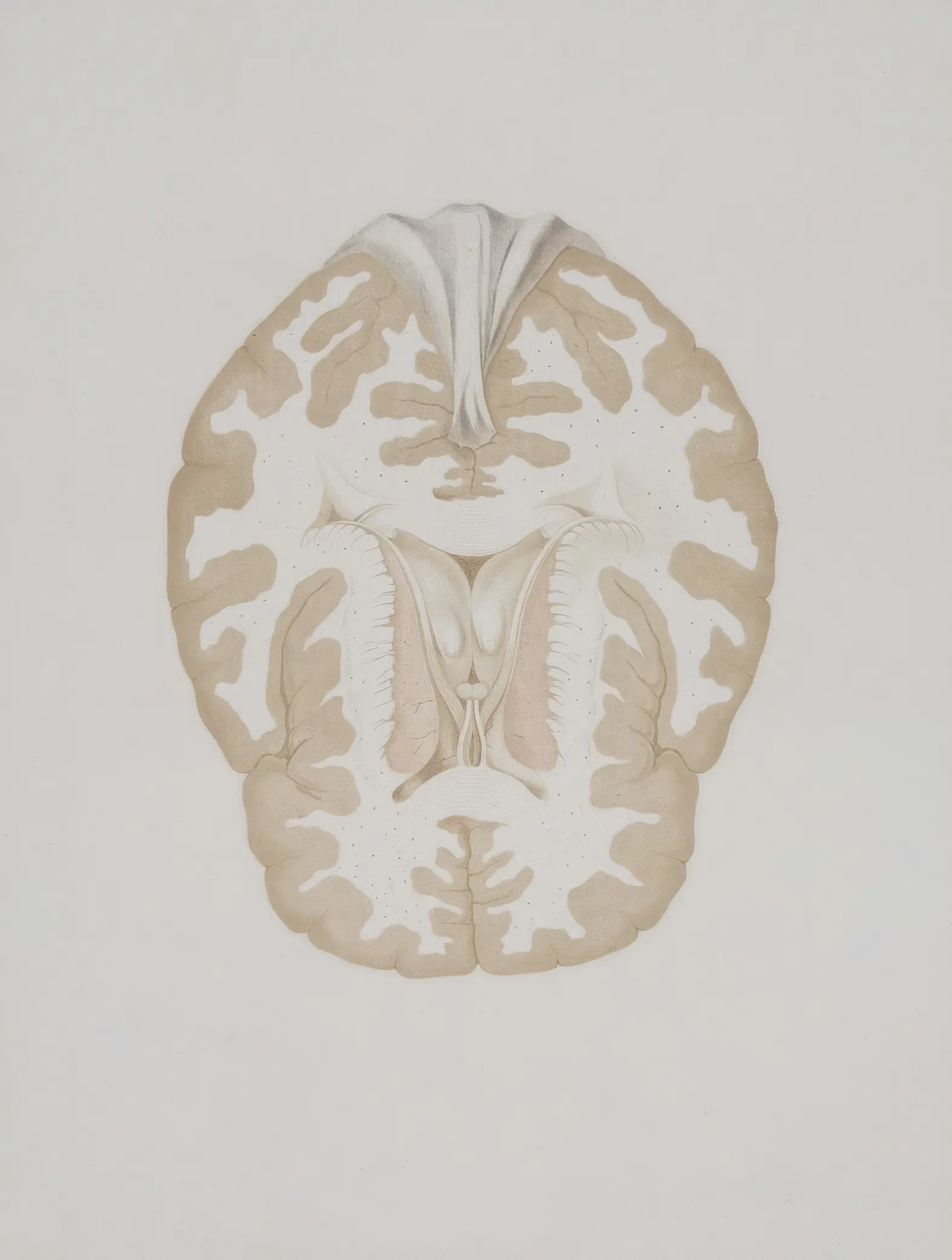 Illustration of a brain